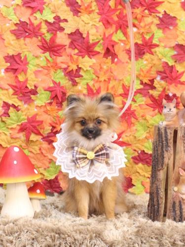 20241104うにちゃん